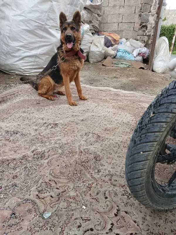 سگگ|سگ|کرج, آق تپه|دیوار