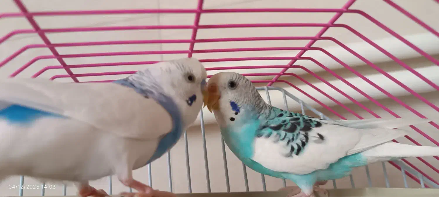 مرغ عشق|پرنده|سنندج, |دیوار