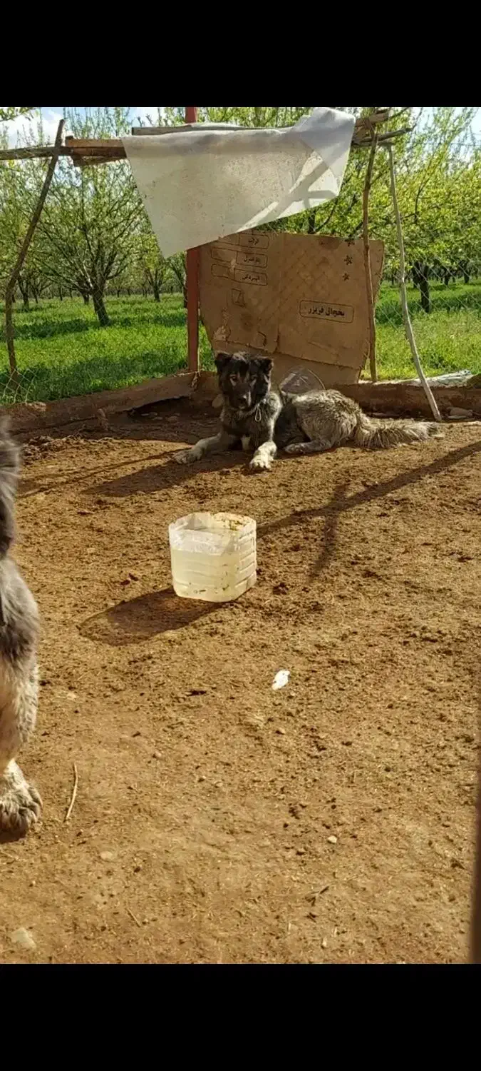 سگ سرابی ذات قدیم ۱۲ ماهه|سگ|شاهین دژ, |دیوار