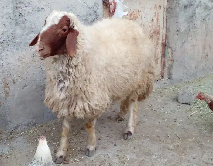 یه راس ورن|حیوانات مزرعه|بیستون, |دیوار