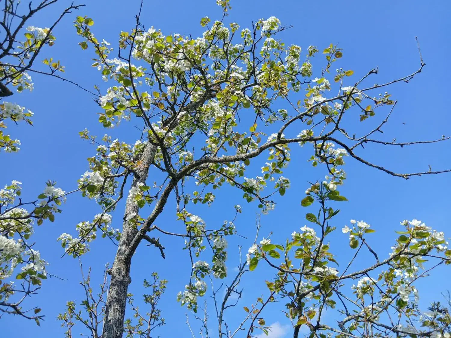 پلاک های مسکونی  باغی کلنگی ویژه مبین بالو|فروش زمین و ملک کلنگی|گوراب زرمیخ, |دیوار