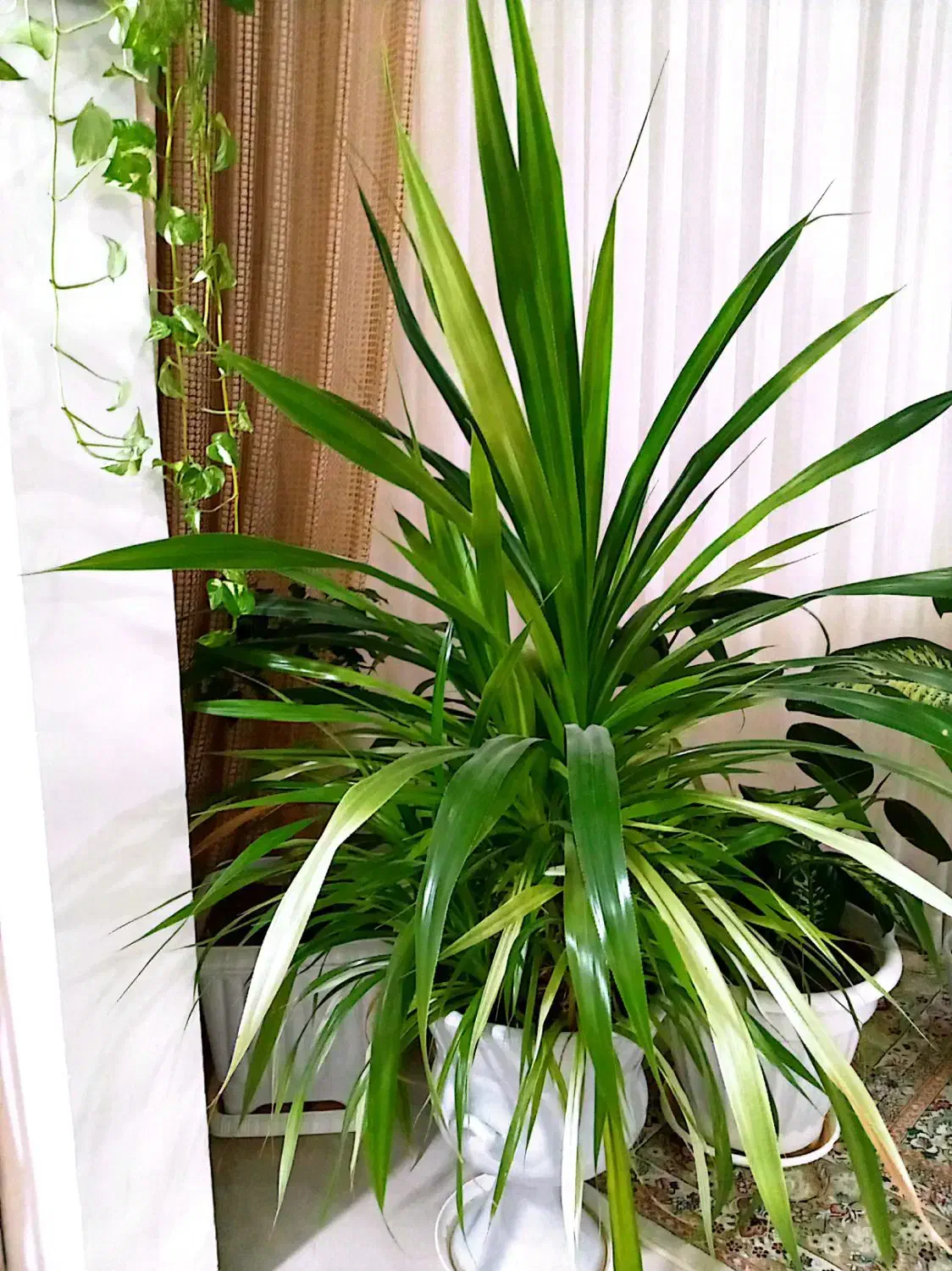 گل طبیعی|گل و گیاه طبیعی|چناران, |دیوار