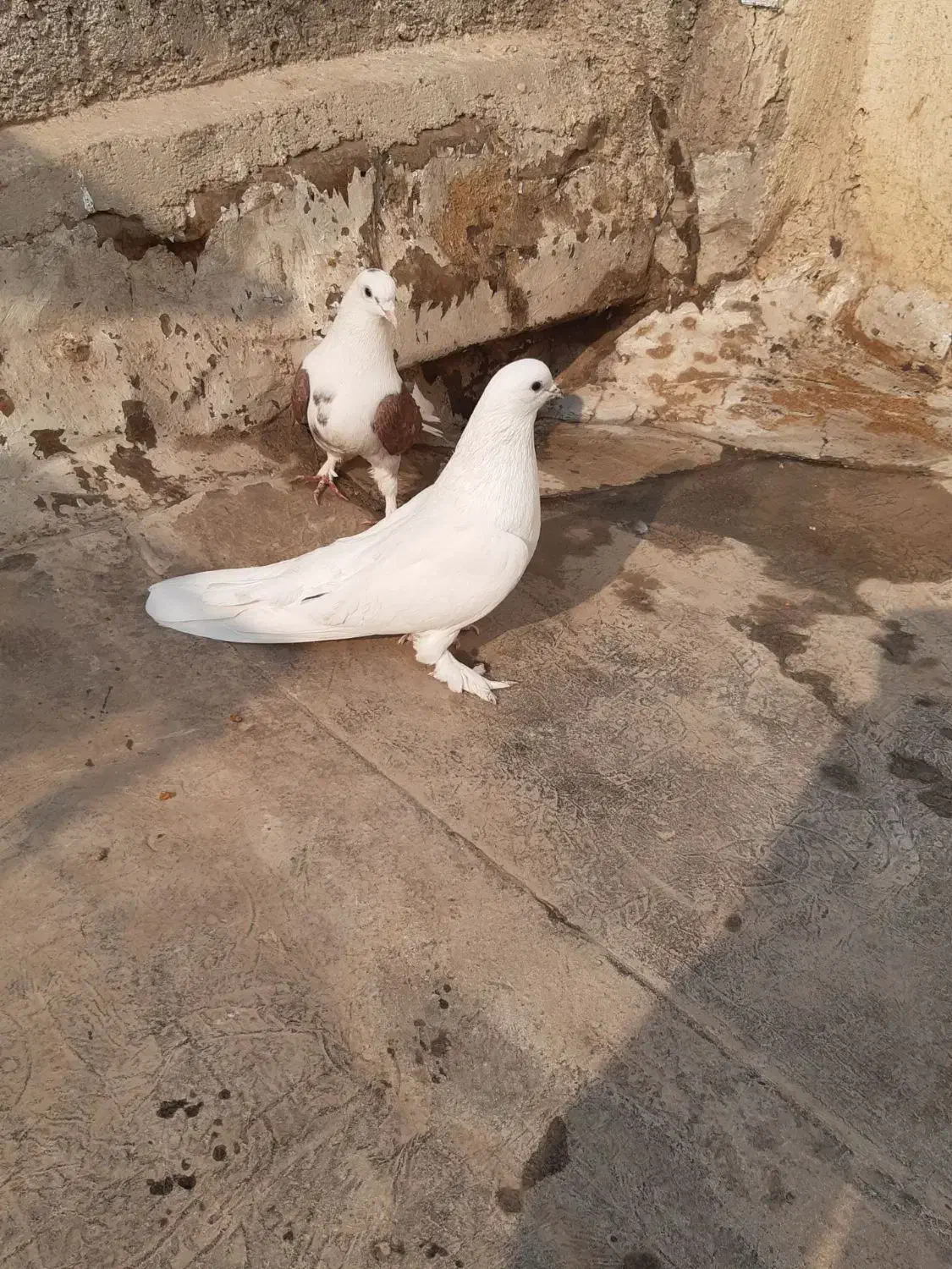 کبوتر اصفهانی|پرنده|برخوار, |دیوار