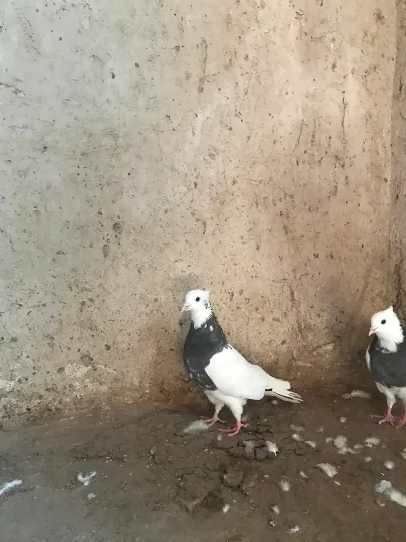 کفتر طوقی یک جفت به شرط جوجه و هوایی بودن|پرنده|بردسکن, |دیوار