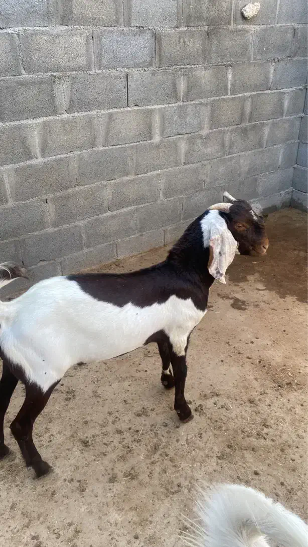 کهره نر پاکستانی  دوگ درجه یک جفت|حیوانات مزرعه|بندر کنگان, |دیوار