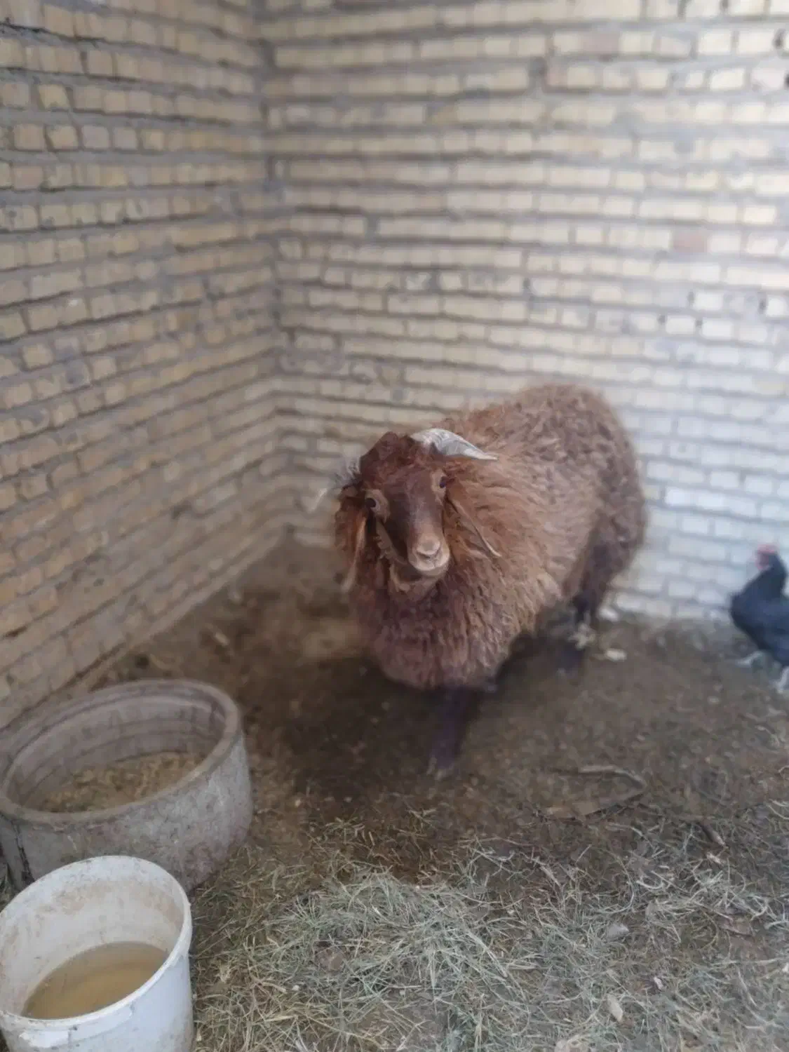 گوسفند نر|حیوانات مزرعه|بندر امام خمینی, |دیوار