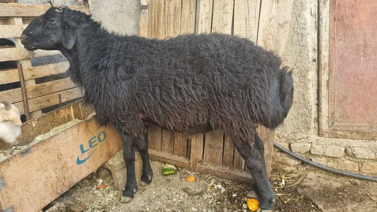 قوچ|حیوانات مزرعه|محمدشهر, زیبادشت|دیوار