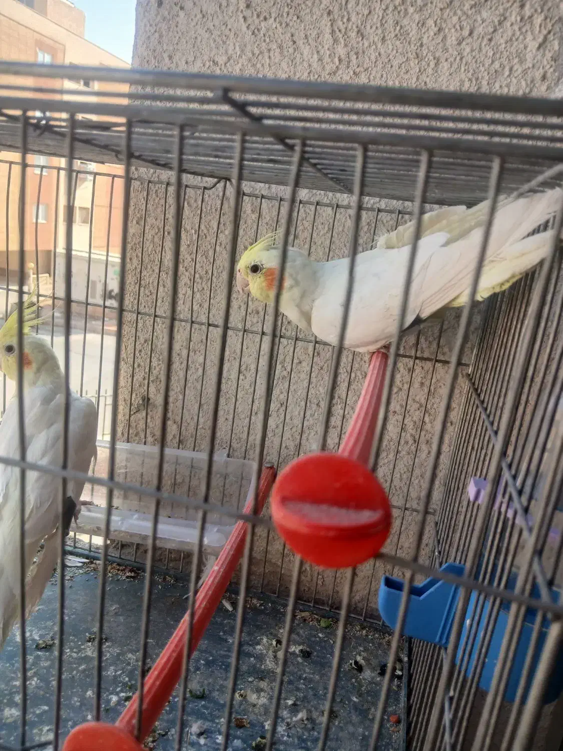 ی جفت عروس هلندی نروماده|پرنده|فولادشهر, مسکن مهر فولادشهر|دیوار