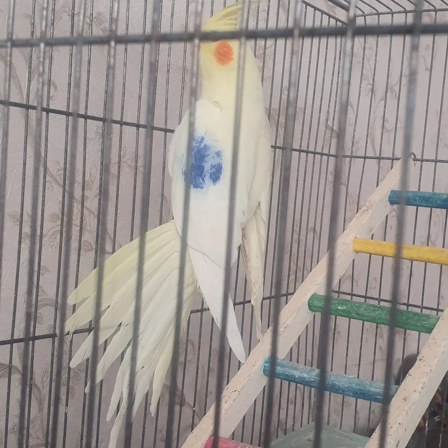 عروس هلندی|پرنده|مراغه, |دیوار