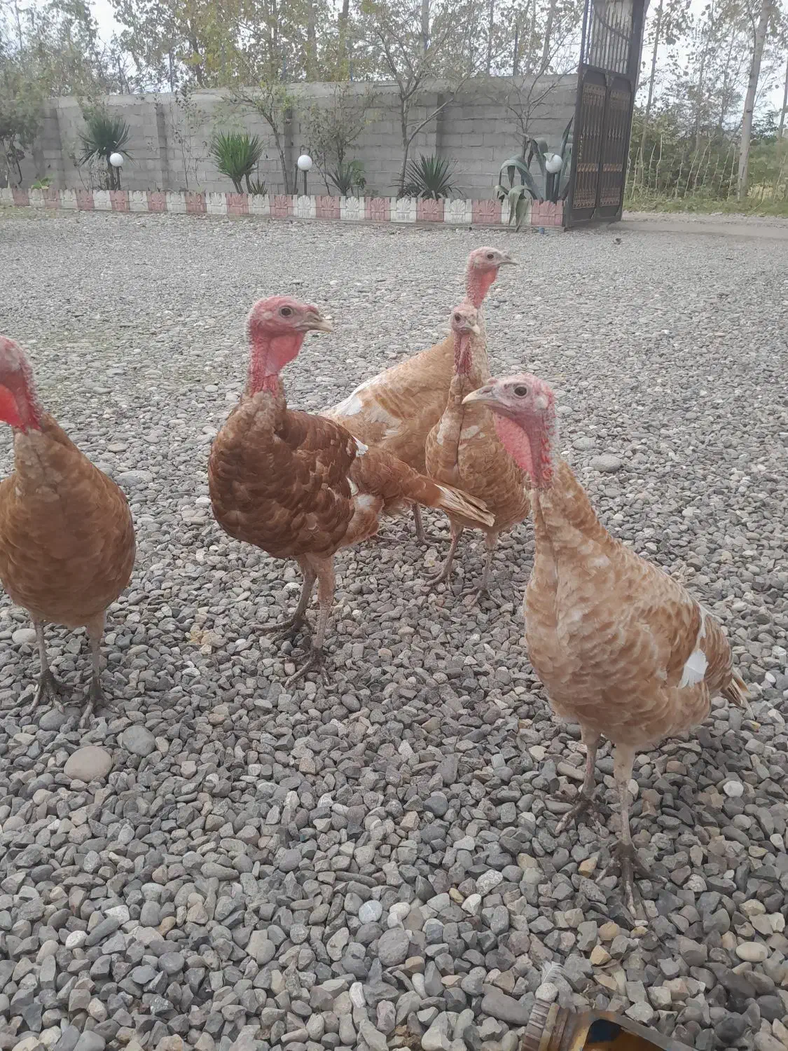 بوقلمون بوربورن|حیوانات مزرعه|آستانه اشرفیه, |دیوار