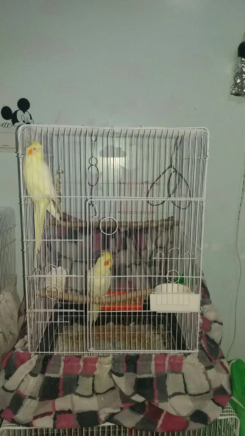 طوطی|پرنده|ایذه, |دیوار