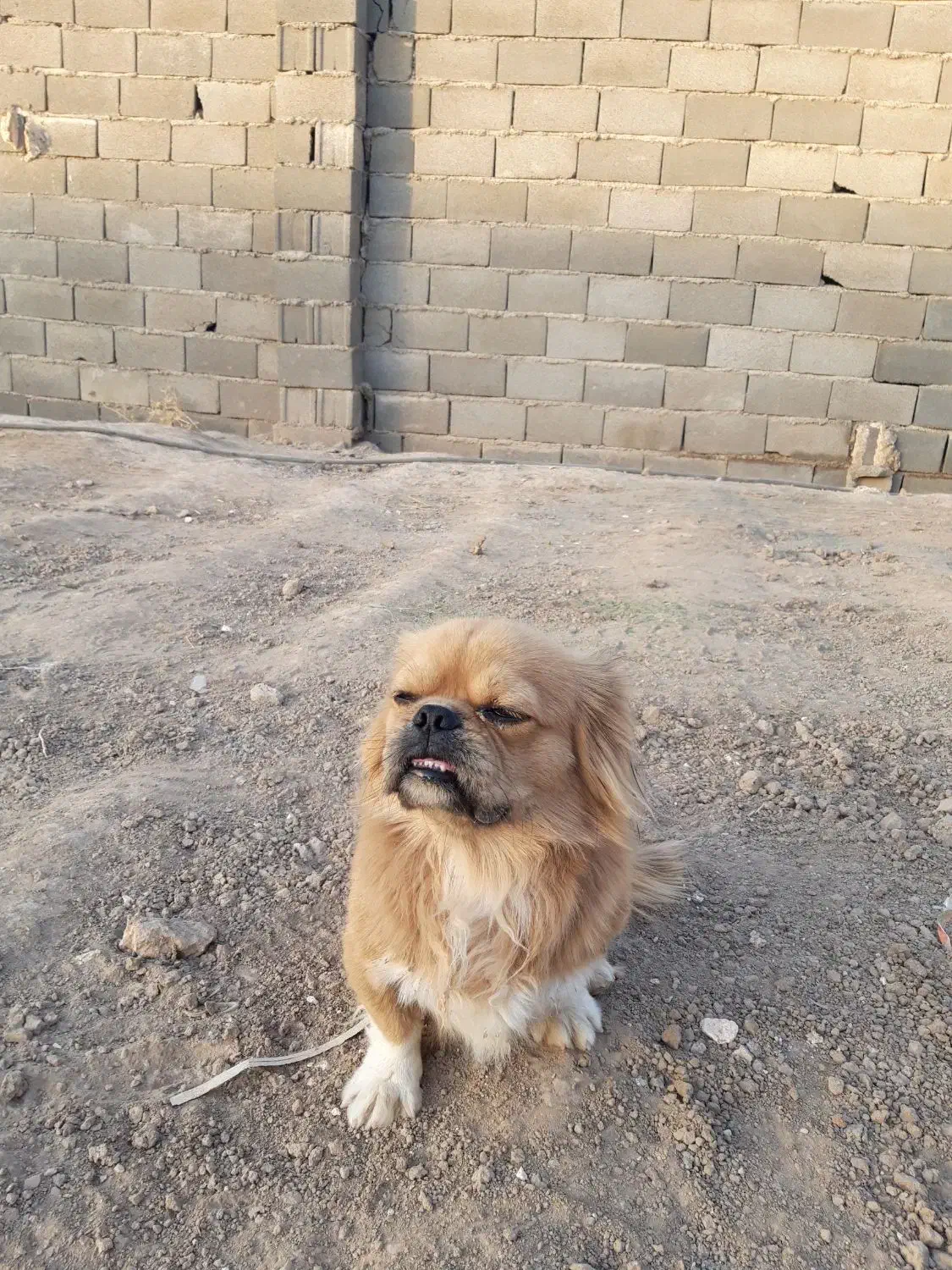 سگ خارجی زیبا|سگ|ورامین, شهرک مدرس|دیوار