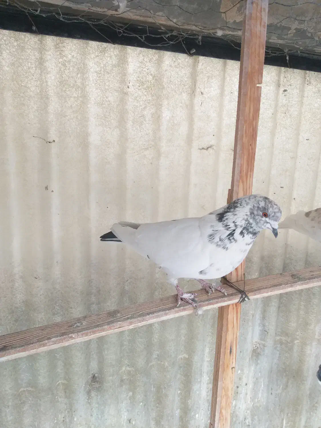 یک عدد کفتر کله دار ماده سو قدیم پرشی|پرنده|ری, سیزده آبان|دیوار