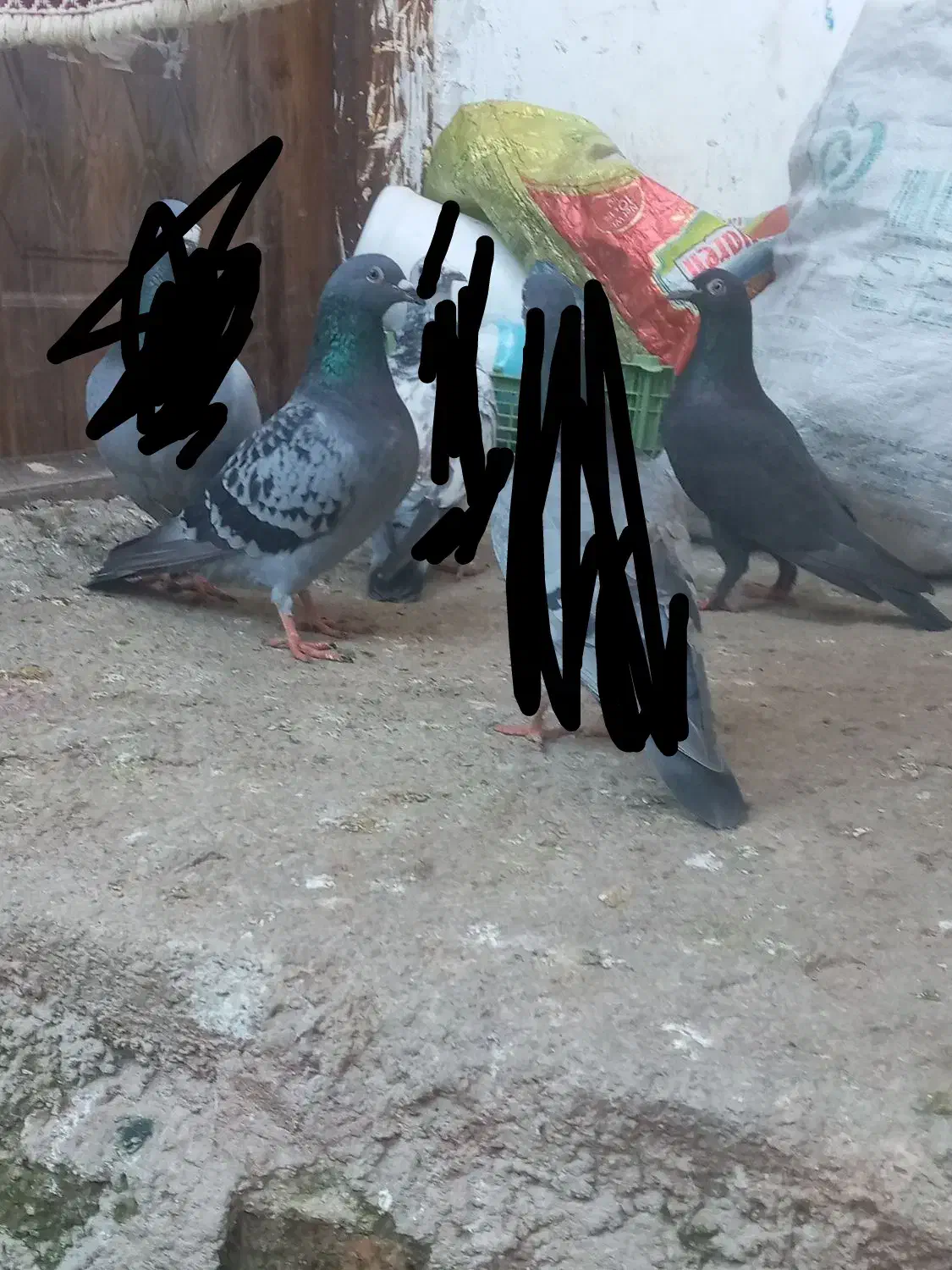 کفتر|پرنده|گرگان, |دیوار