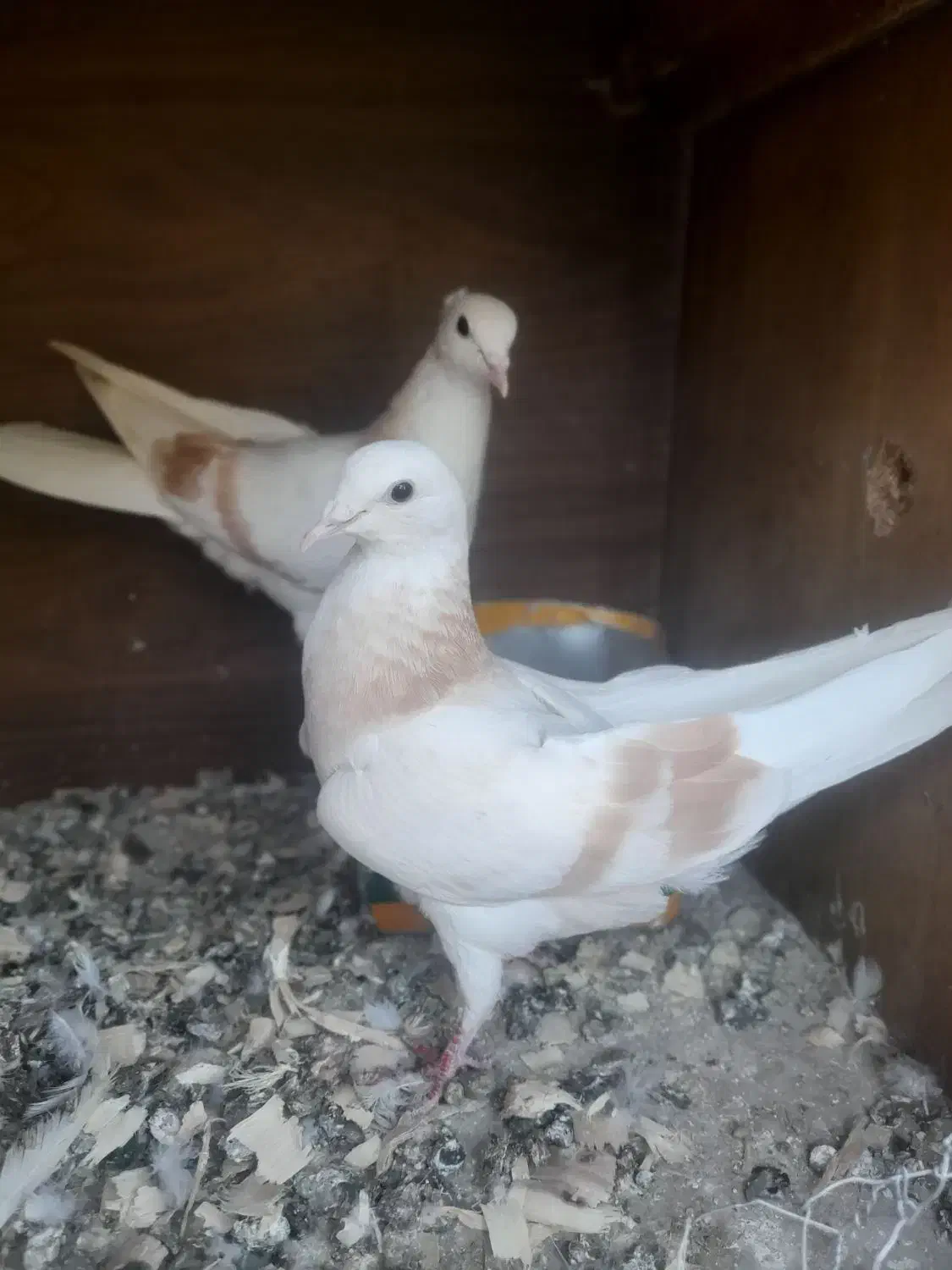 کبوتر پرشی|پرنده|بسطام, |دیوار