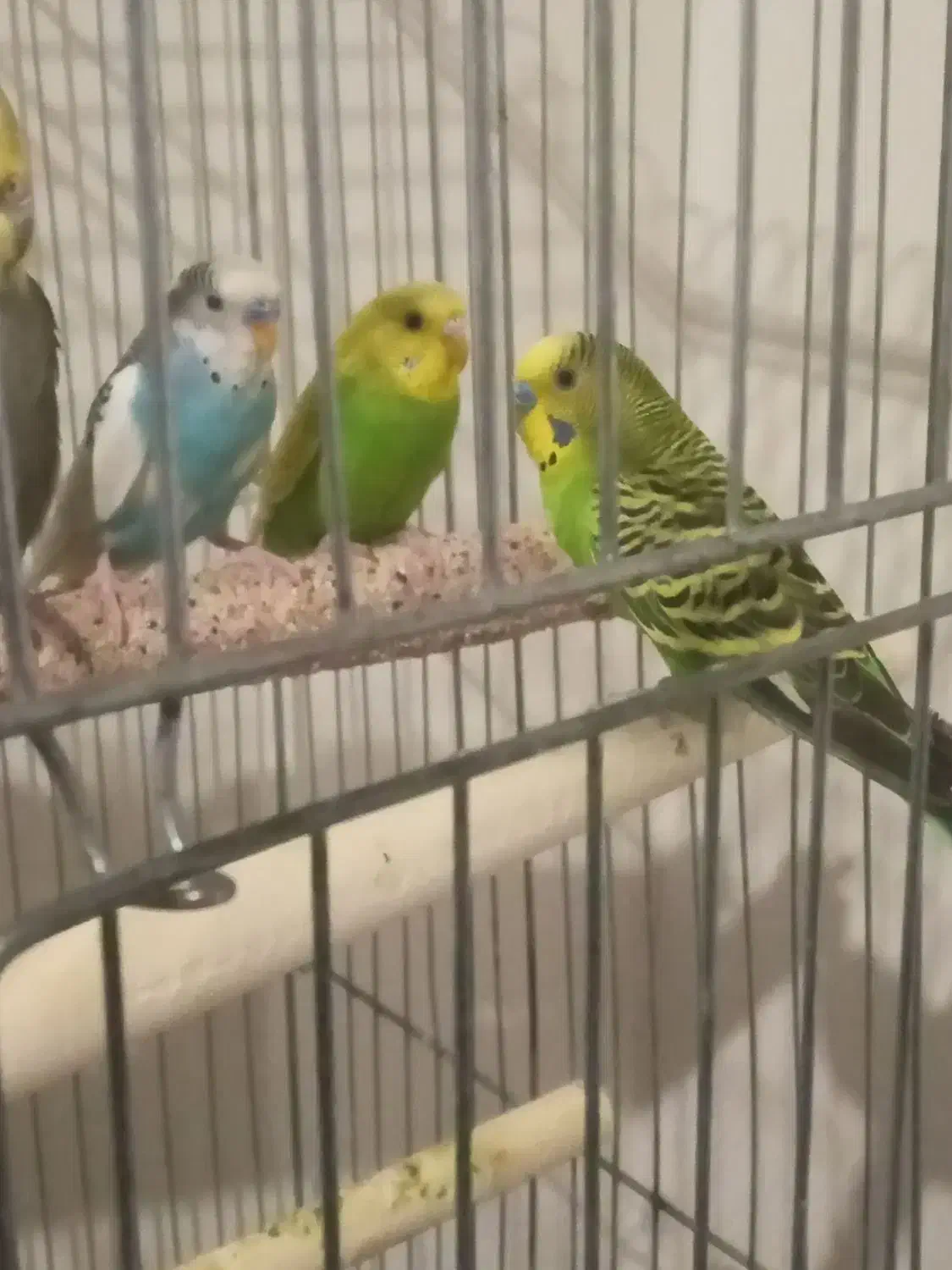 مرغ عشق|پرنده|آبادان, |دیوار