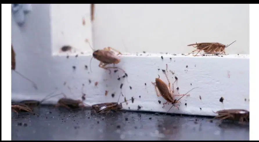 شرکت سمپاشی و موریانه زدایی سلامت با مجوز رسمی|خدمات نظافت|دزفول, |دیوار