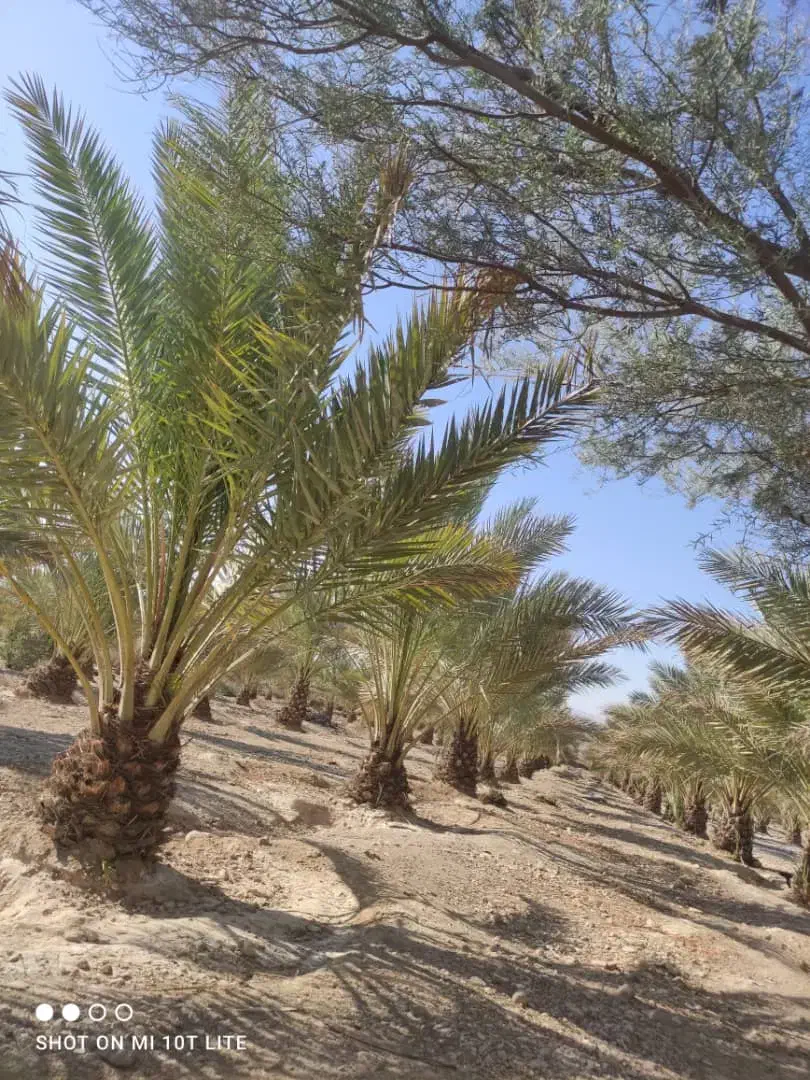 درختکاری|گل و گیاه طبیعی|فیروزآباد (فارس), |دیوار