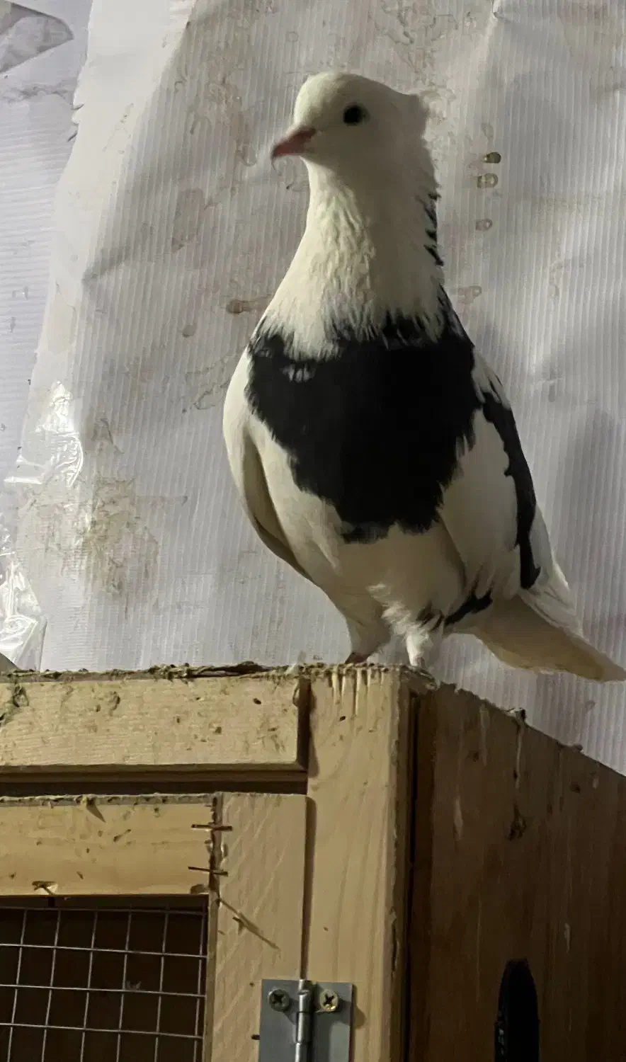 کفتر شازده|پرنده|تهران, فرحزاد|دیوار