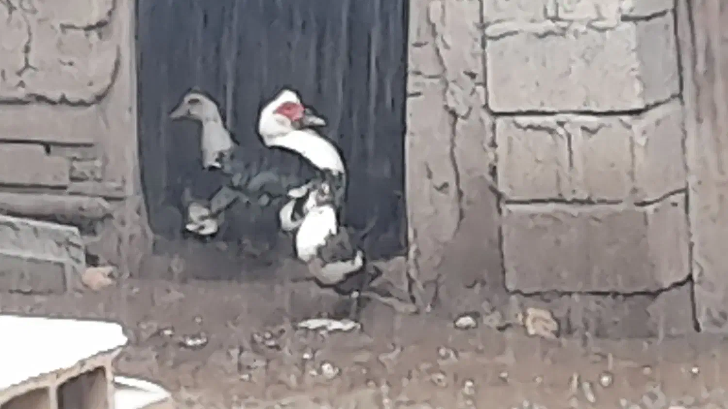 اردک اسراییلی|حیوانات مزرعه|سنگر, |دیوار