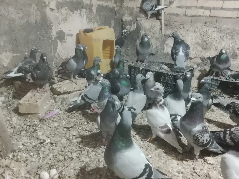 09379930010|سیم‌کارت|بیجار, |دیوار