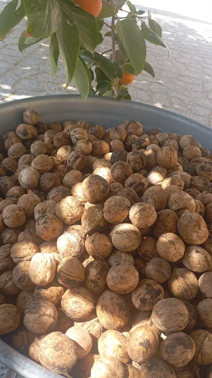 گردو بادام زعفران  آلوبخارا مغز بادام|خوردنی و آشامیدنی|یزد, |دیوار