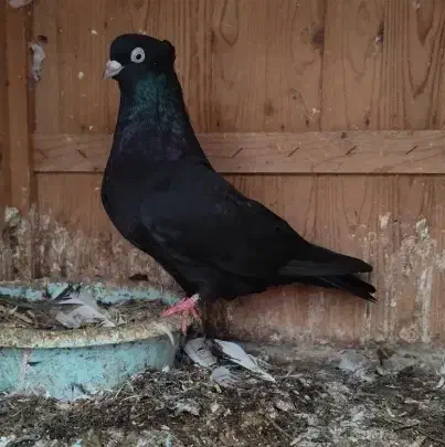 گمشده|حیوانات|شریف‌آباد, |دیوار