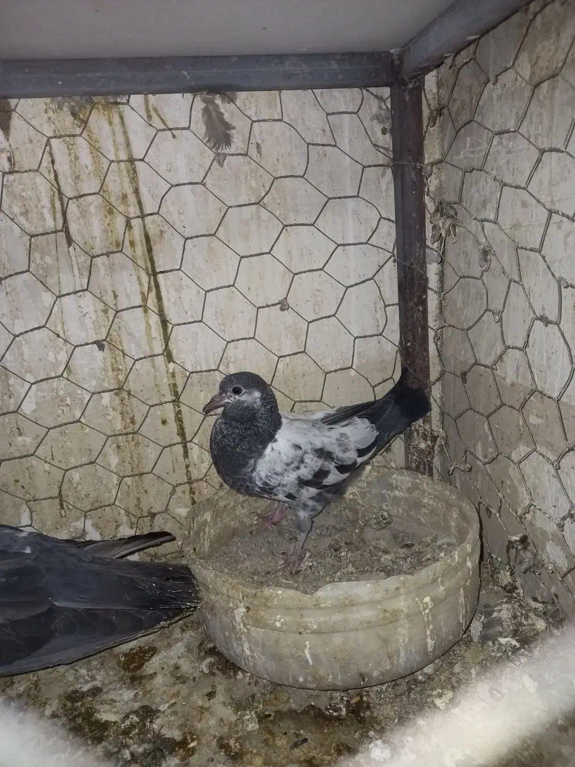 جوجه کفتر عالی|پرنده|ری, جوانمرد قصاب|دیوار