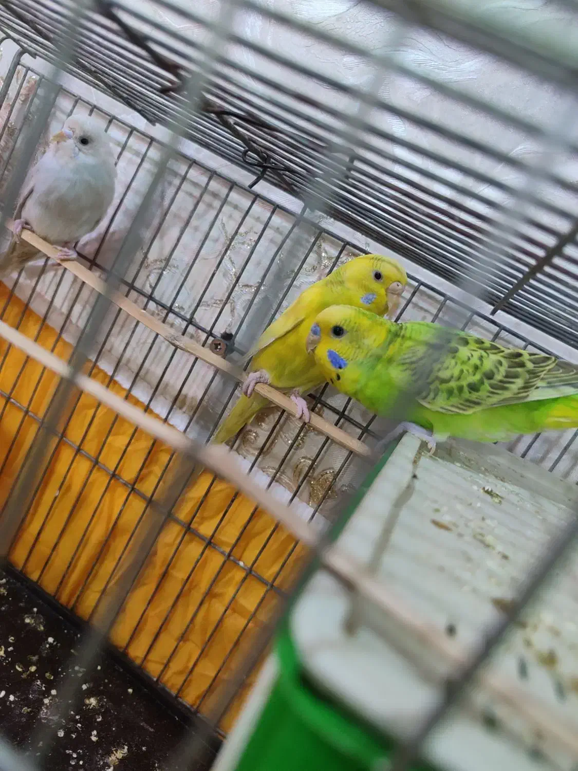 یک جفت مرغ عشق و جوجشون|پرنده|اهواز, فتح|دیوار