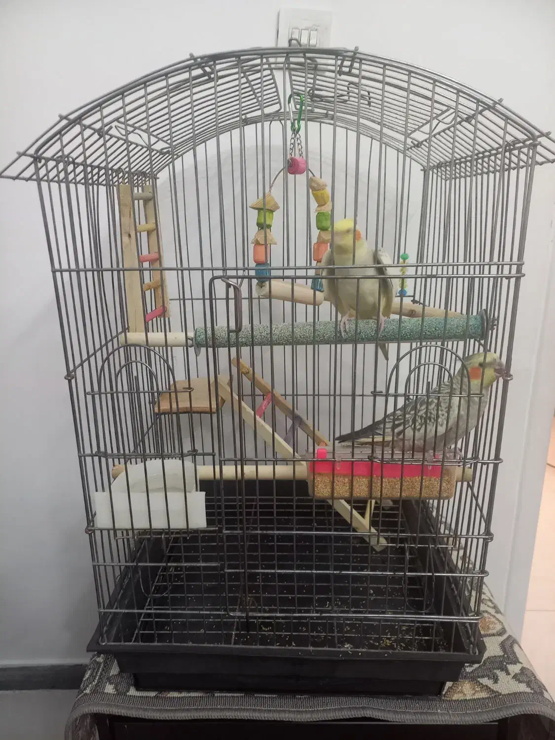 عروس هلندی|پرنده|فردیس, فردیس|دیوار