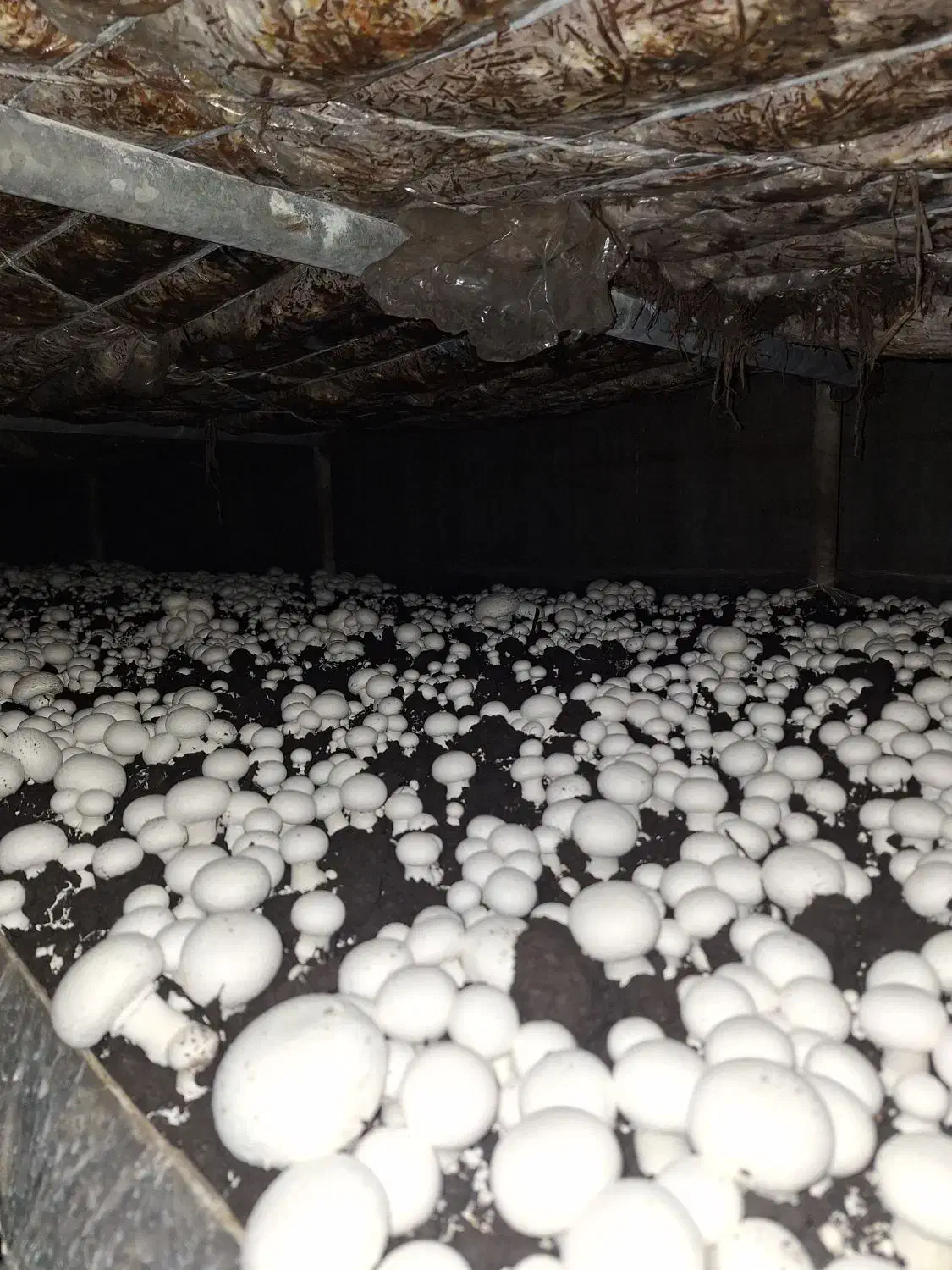 قارچ خوراکی|خوردنی و آشامیدنی|صومعه‌سرا, |دیوار