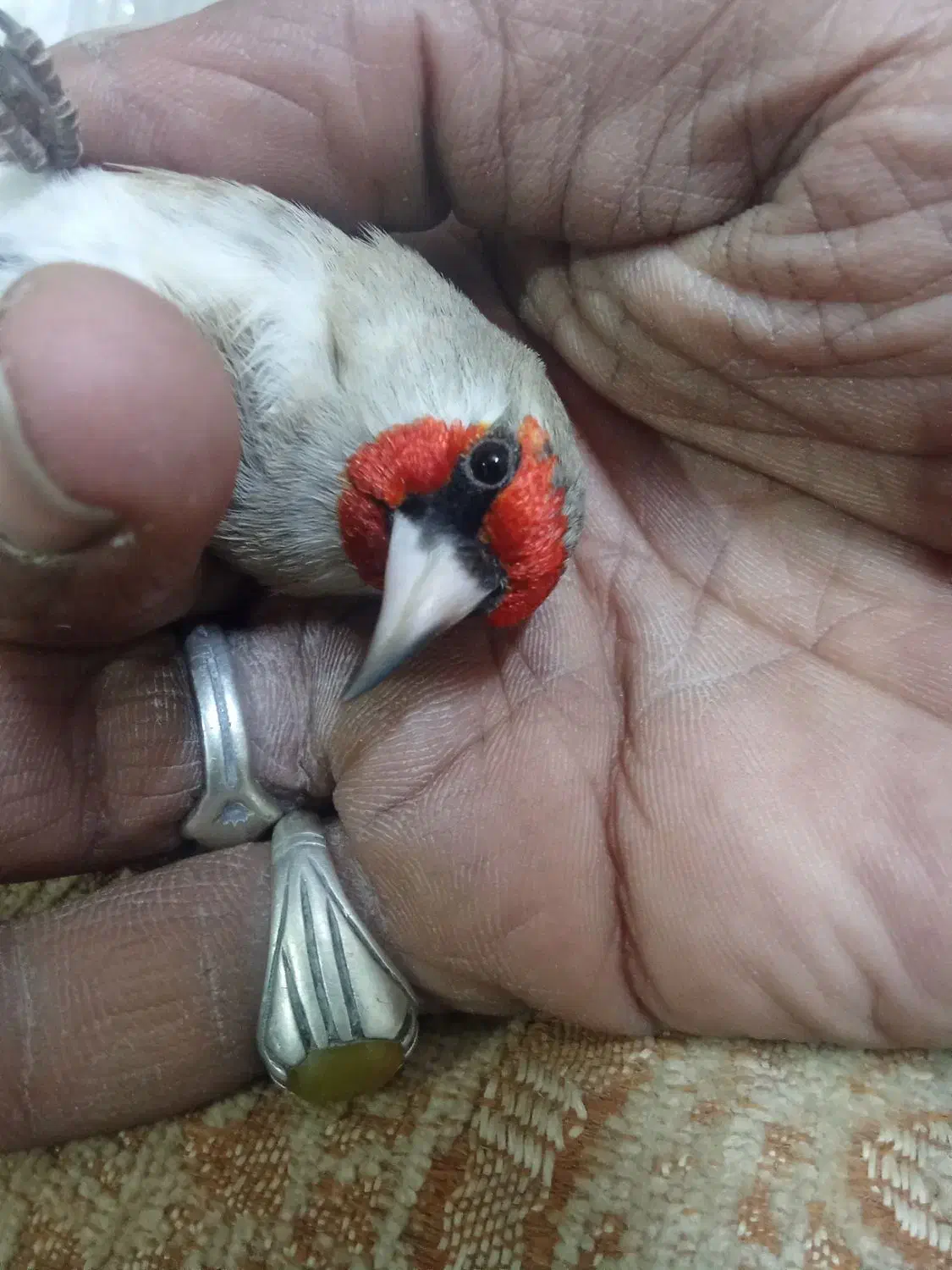 سره آواز خوان|پرنده|بیرجند, |دیوار