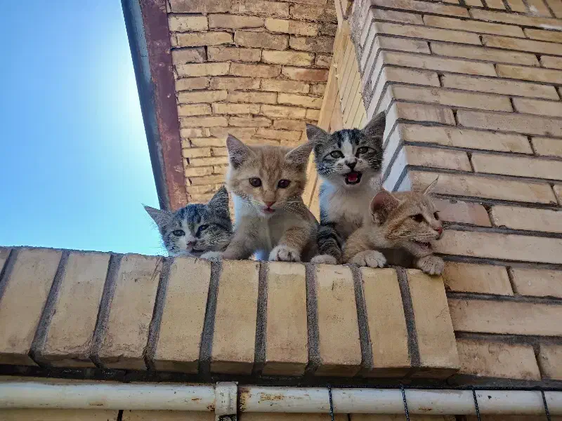 گربه|گربه|رفسنجان, |دیوار