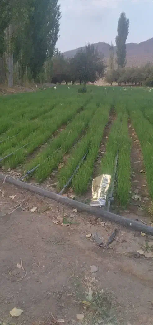 بذر پیاز زرد|خدمات باغبانی و درختکاری|درب بهشت, |دیوار