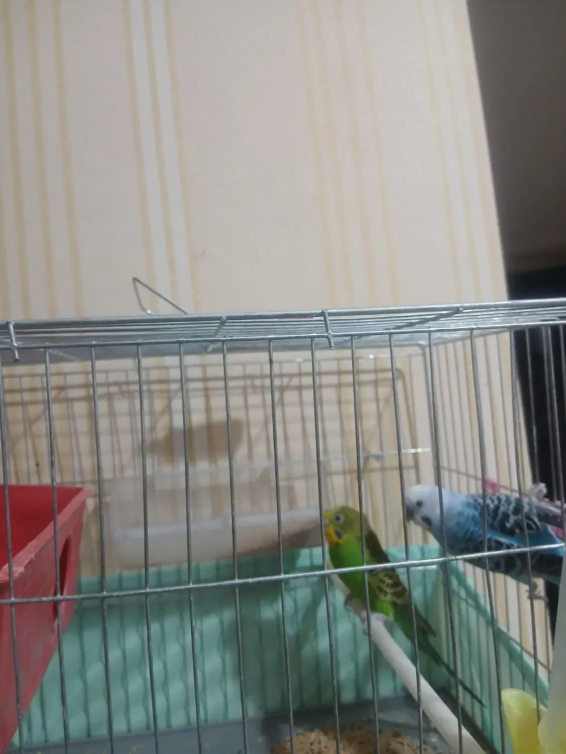 مرغ عشق|پرنده|تهران, قصر فیروزه ۲|دیوار