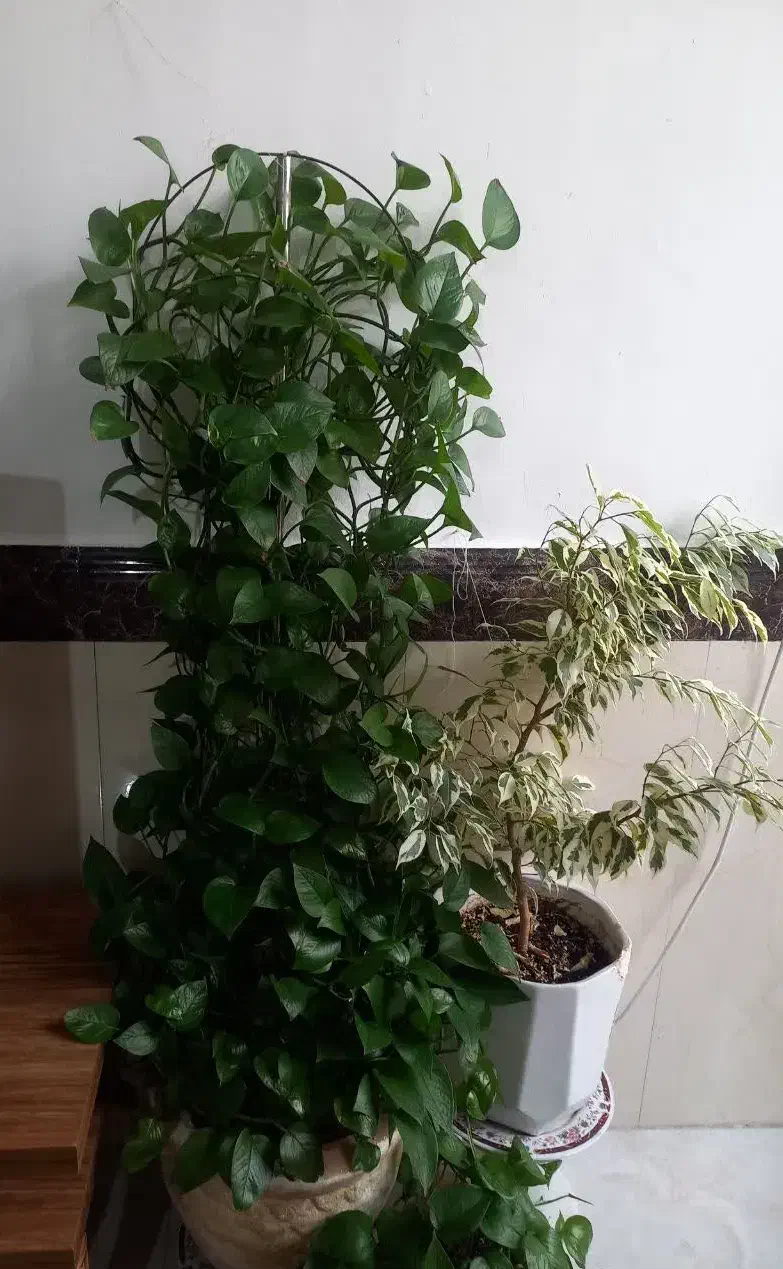 گل وگیاه|گل و گیاه طبیعی|پاکدشت, حصار امیر|دیوار