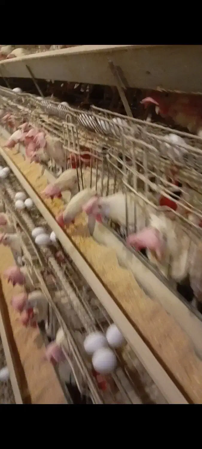 مرغ سفید.|حیوانات مزرعه|سمنان, |دیوار