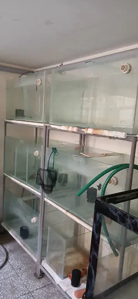 سالن ماهی|ماهی|شاهین‌شهر, خانه کارگر|دیوار