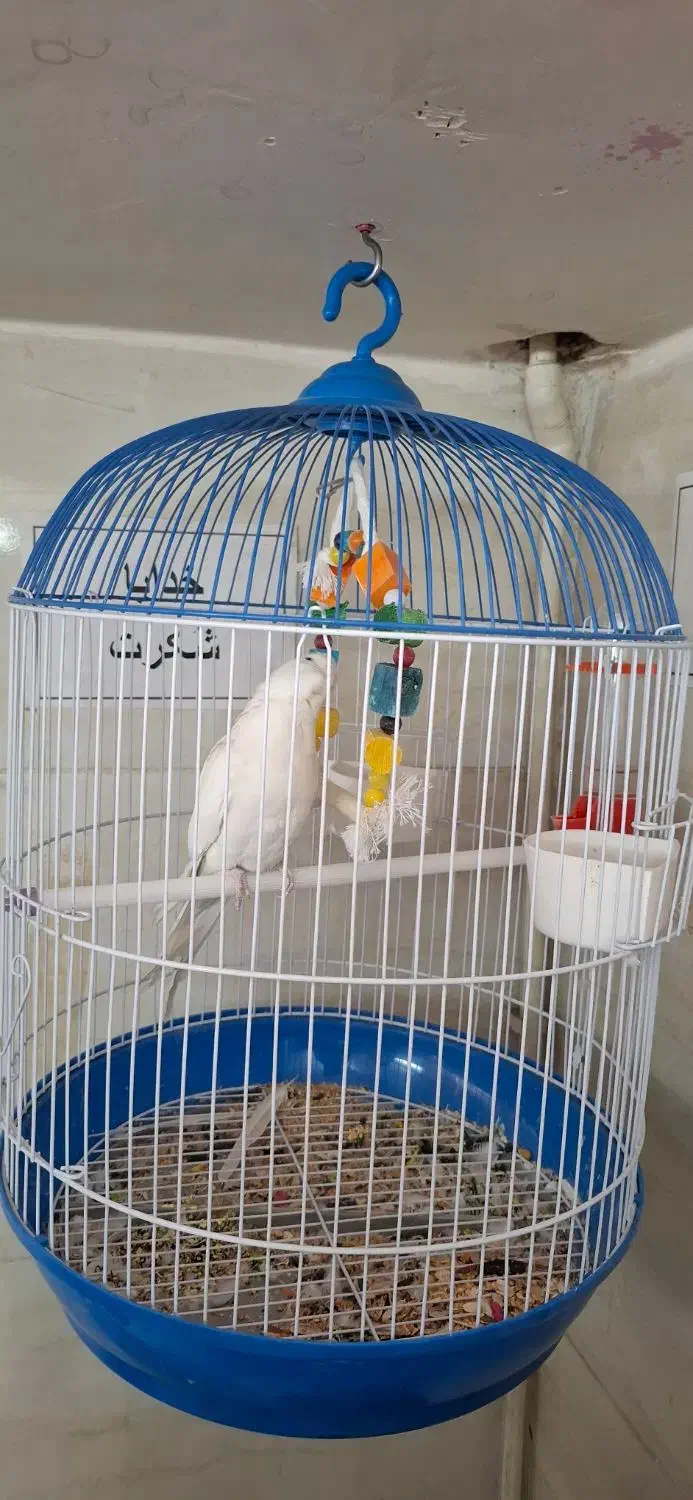 عروس هلندی|پرنده|محمدشهر, محمدشهر|دیوار