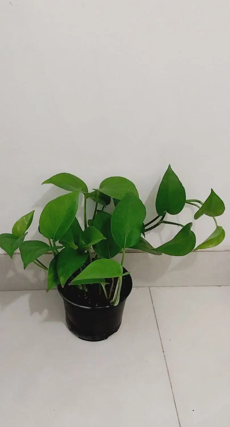 فقط 120|گل و گیاه طبیعی|گرگان, |دیوار