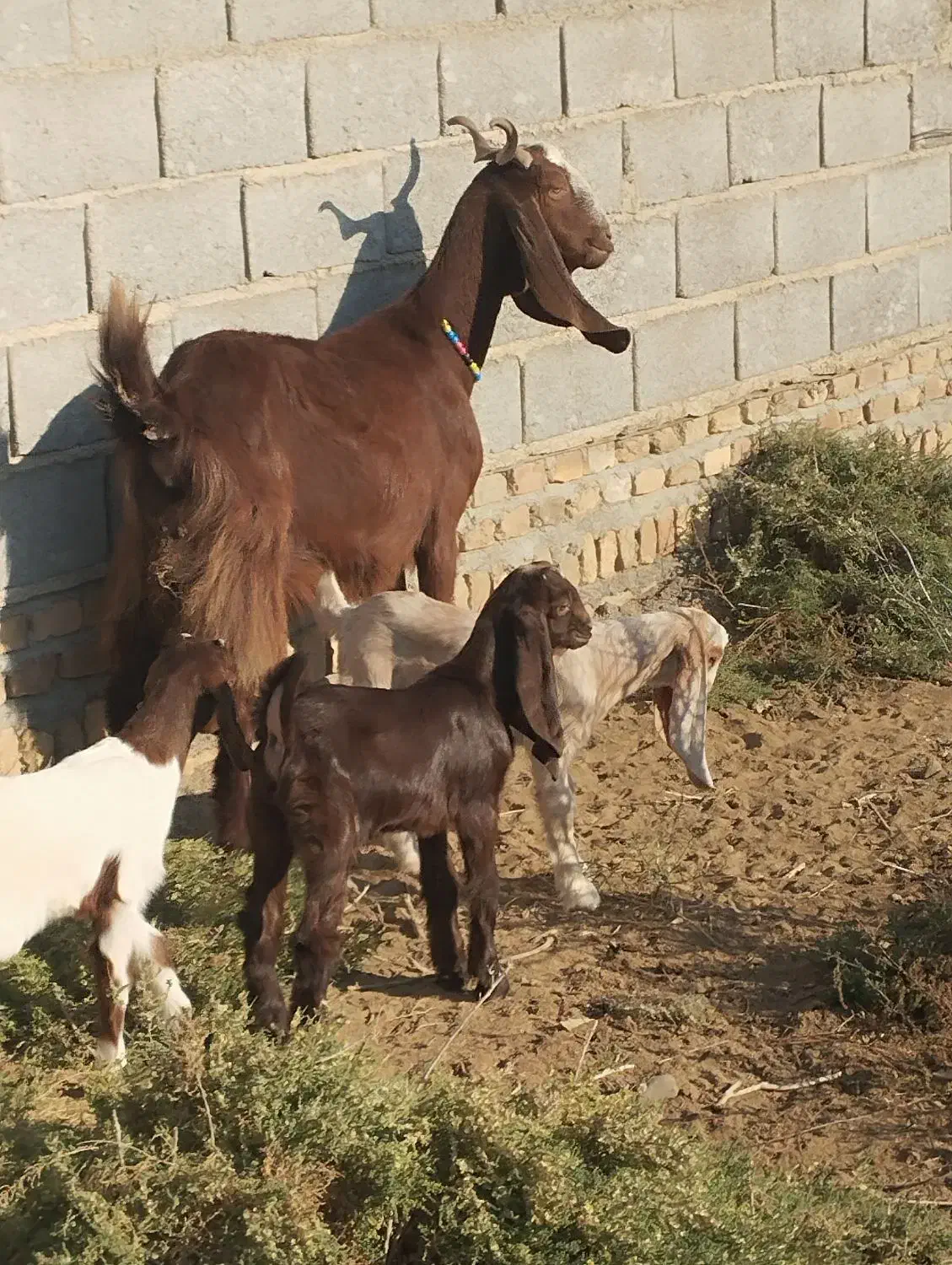 بز پاکستانی|حیوانات مزرعه|انبارآلوم, |دیوار