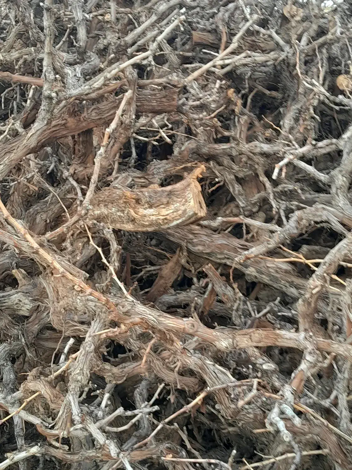 چوب|خدمات باغبانی و درختکاری|خرمدشت, |دیوار