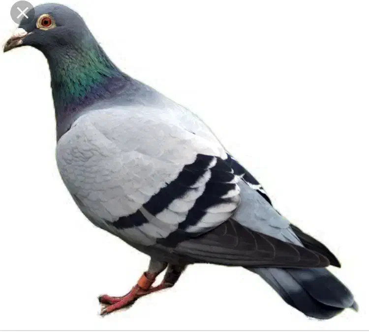 کبوتر|پرنده|خورموج, |دیوار