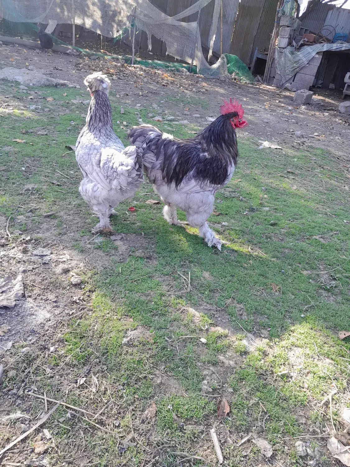 تخم مرغ تازه و نطفه دار|حیوانات مزرعه|کوچصفهان, |دیوار