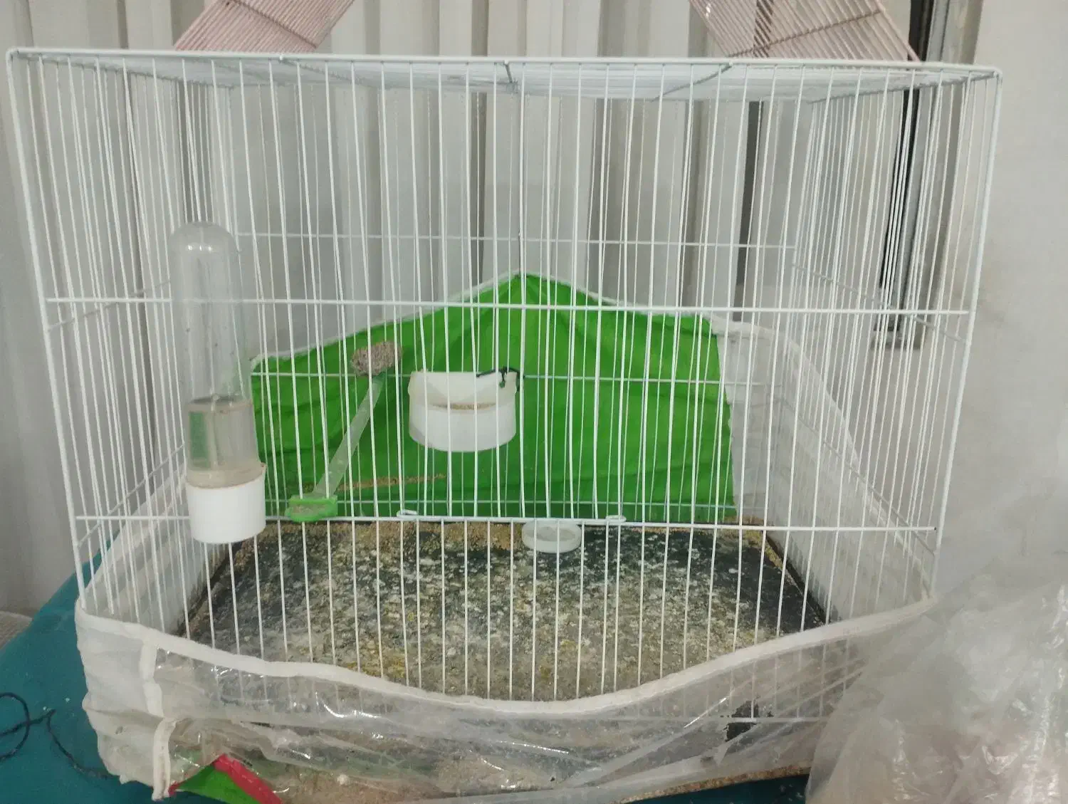 عروس هلندی|پرنده|مشهد, کشف|دیوار