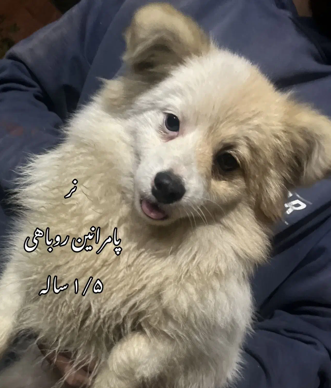 پامر روباهی/ معاوضه میکنم|سگ|تالش, هشتپر|دیوار