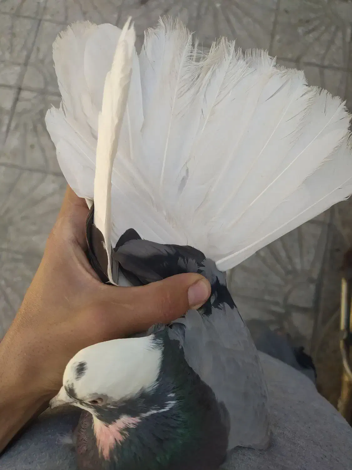 شازده سبز ماده|پرنده|ملایر, |دیوار