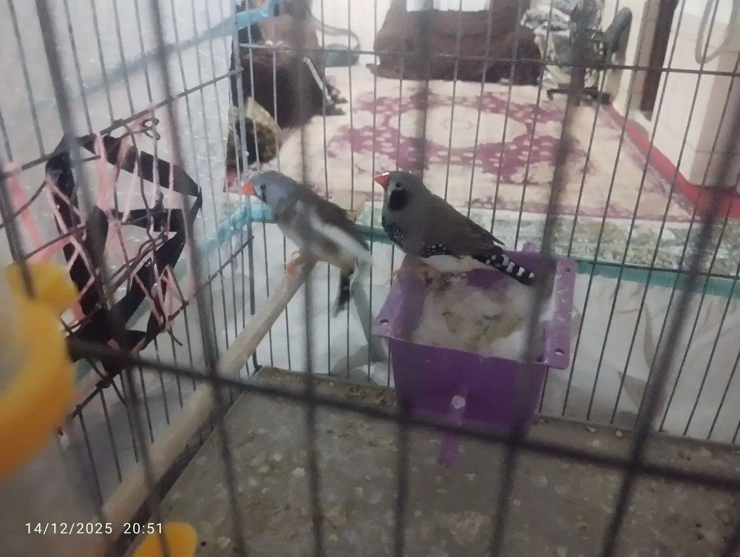 فنچ|پرنده|مسجد سلیمان, |دیوار