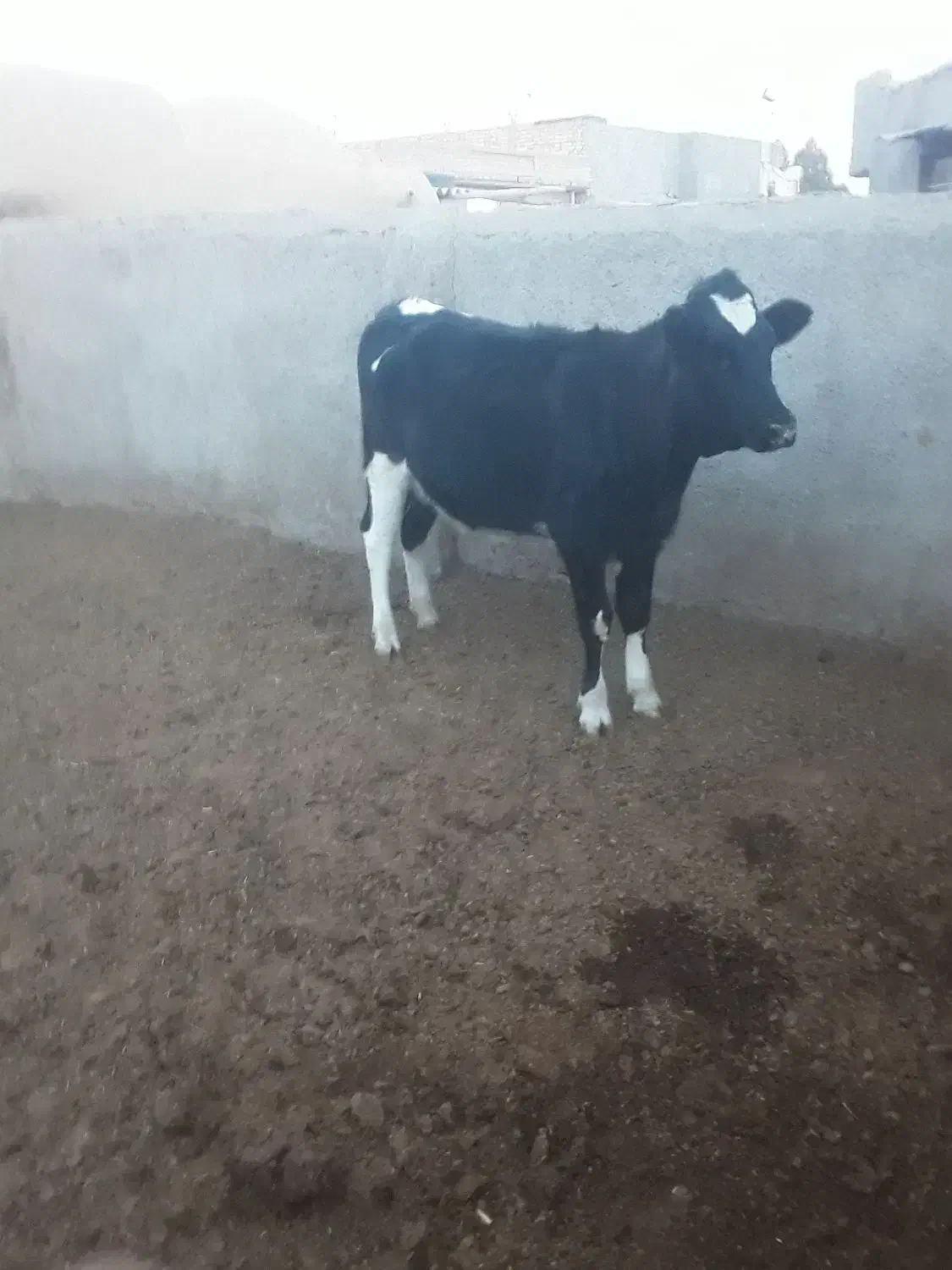 تلیسه گوساله گاو|حیوانات مزرعه|نیشابور, شهرک رضوی|دیوار