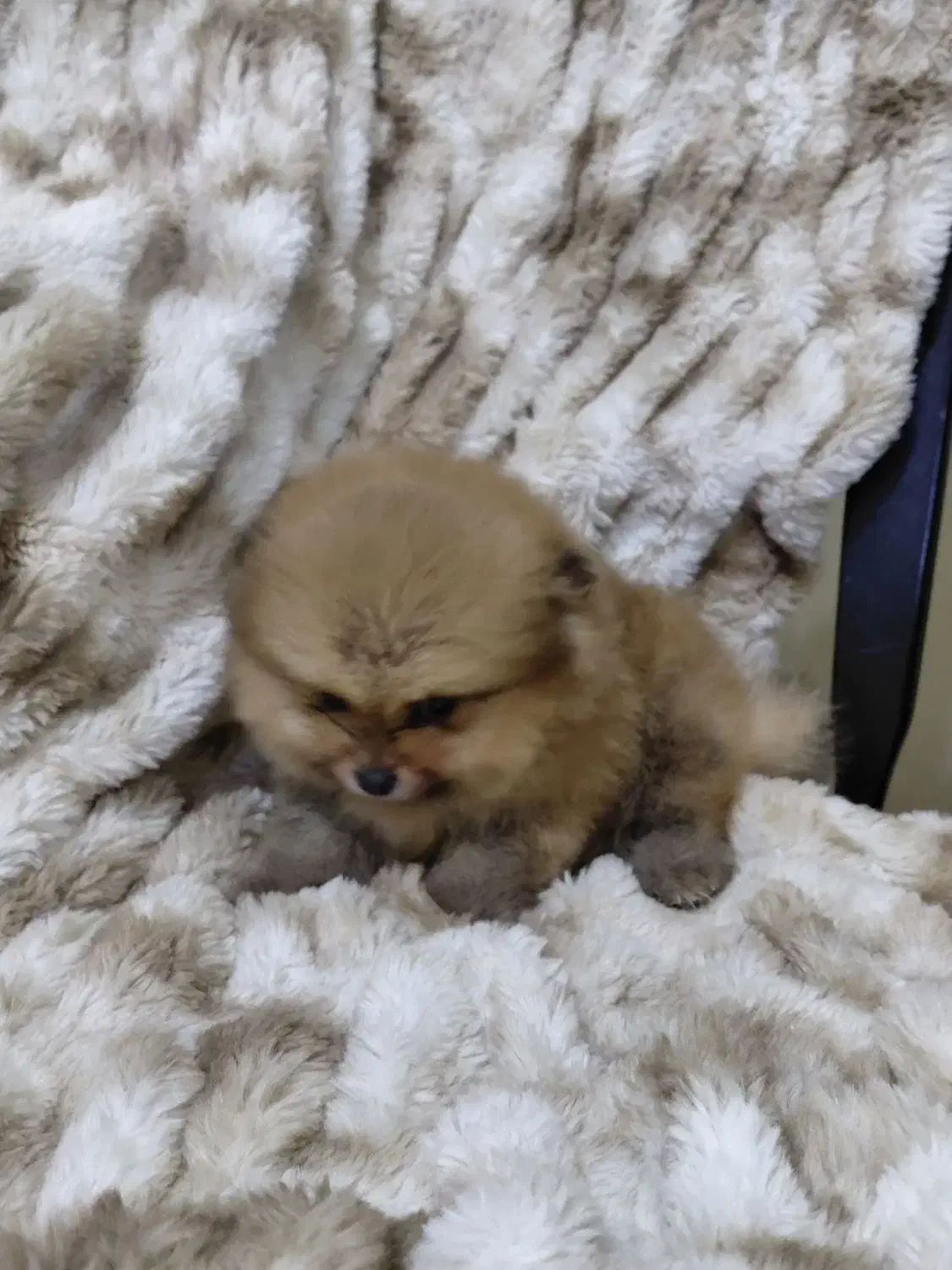 پامر|سگ|تهران, صفا|دیوار